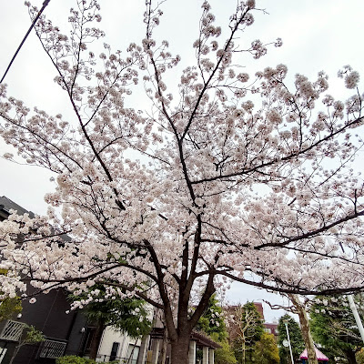사쿠라 공원 사진 4