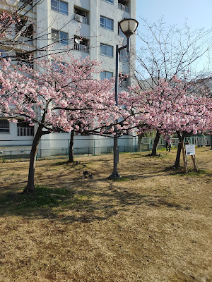 中川かわせみこども広場 사진 2