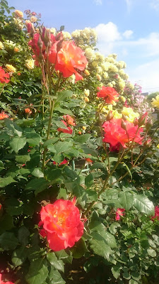 Shishibonehana Park 사진 3