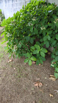 오오와다4쵸메 공원 사진 2