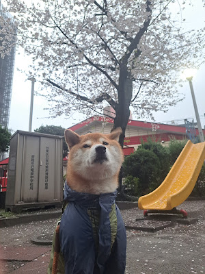 네기시 공원 사진 2