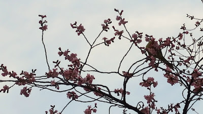 사쿠라 공원 사진 2