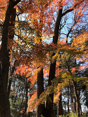 Wild Bird Invitation Forest, Shakujii Park 사진 3