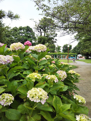 오하나쟈야 공원 사진 4