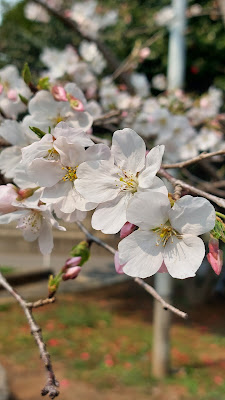 里見公園分園 사진 3