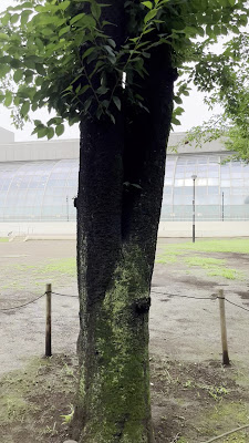 카가니시 공원 사진 2