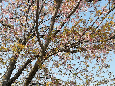 하쿠산보리 공원 사진 5