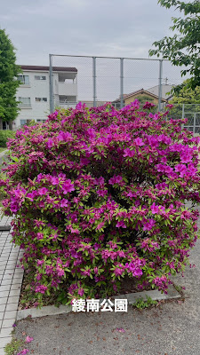 료난 공원 사진 2