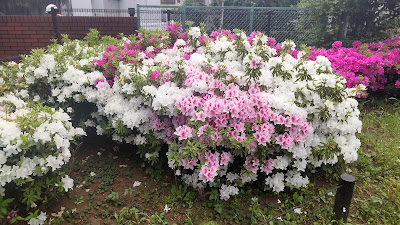 사쿠라 공원 사진 4