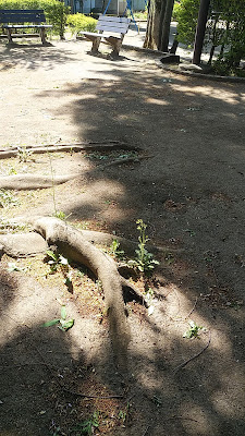 아오이 공원 사진 3