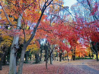 히카리가오카공원 백합나무 광장 사진 4