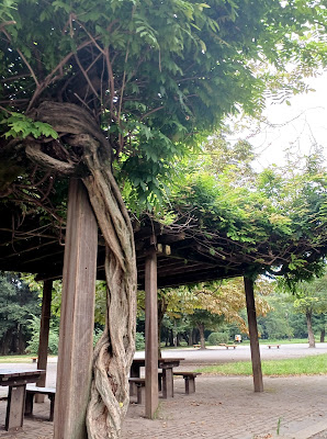 히카리가오카공원 백합나무 입구 사진 3