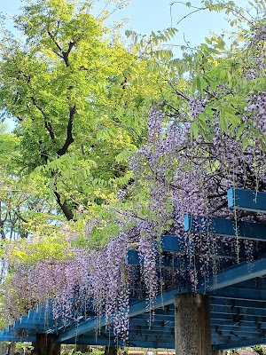 타가라니시 공원 사진 4