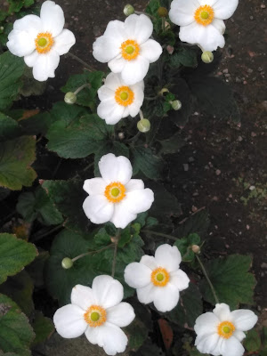 타가라 공원 사진 4
