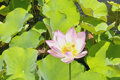 오기나카요시 공원 사진 2