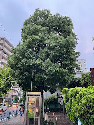 우메다츠우 공원 사진 2