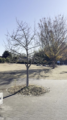 에치고야마 중앙공원 사진 2