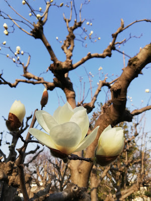 시노가야토 공원 사진 4