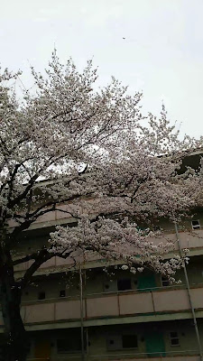 키리가오카 츄오 공원 사진 2