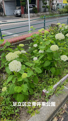 아오이히가시 공원 사진 2