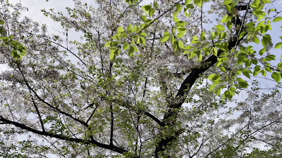 히가시아야세 공원 사진 2