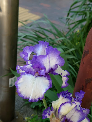 하스네 공원 사진 3