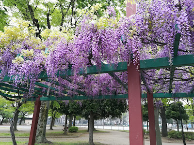시마코지야 공원 사진 5