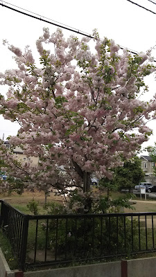 Nishimotomura Sakura Park 사진 3