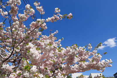 Nishimotomura Sakura Park 사진 2