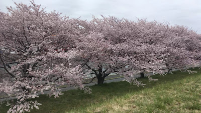 아라카와운동 공원 사진 2