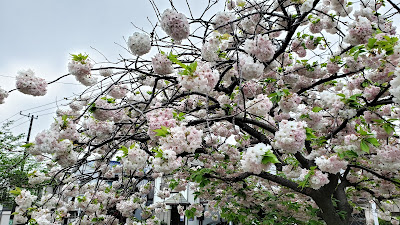 사라누마 공원 사진 2