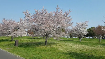 토네리 공원 사진 2