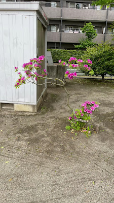 타케노츠카 다이로쿠 공원 사진 2