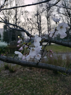 Hokima Park 사진 4
