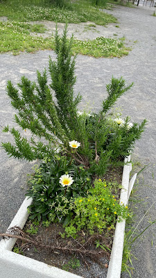 하나하타젠츠우 공원 사진 2