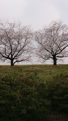 사사메 공원 사진 5