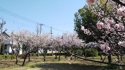 Sezaki Sengen Park 사진 3
