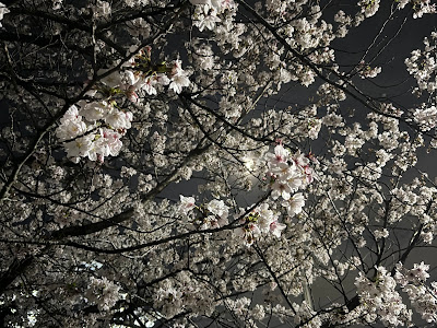 테라다 공원 사진 2