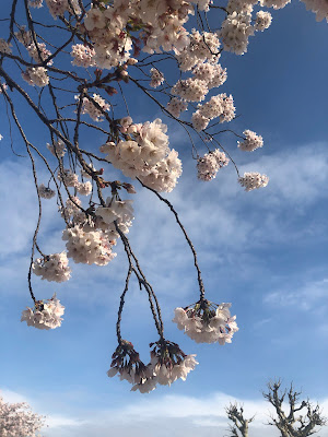 Kamiaokinishi Park 사진 5