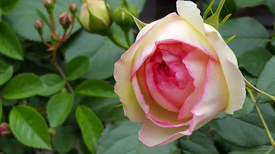 모쿠렌 공원 사진 5