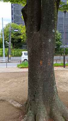 아오기리 공원 사진 2