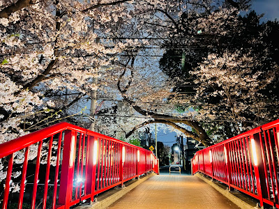 Sakura-zaka 사진 4