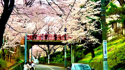Sakura-zaka 사진 2