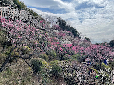 이케가미 매화정원 사진 3