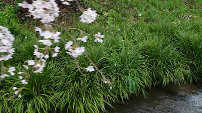 Shukugawara Nikaryō Waterway Cherry blossom 사진 2