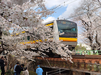 Shukugawara Nikaryō Waterway Cherry blossom 사진 3