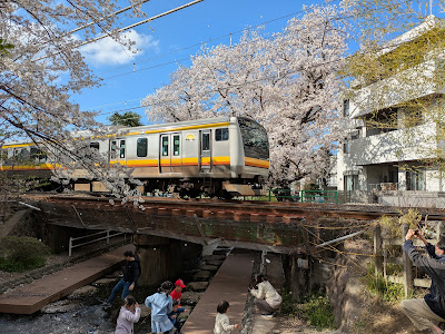 Shukugawara Nikaryō Waterway Cherry blossom 사진 4