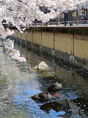Shukugawara Nikaryō Waterway Cherry blossom 사진 5