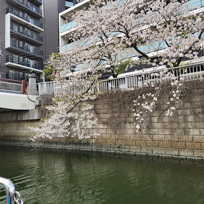 Meguro River Hanami Cruise 사진 3