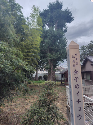 金子のイチョウ 사진 3